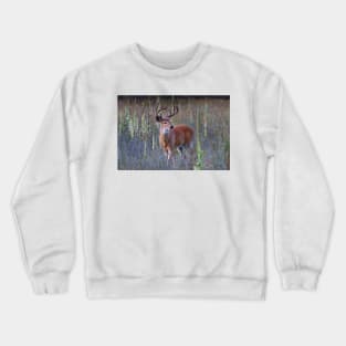 Early Morning White tailed Buck Crewneck Sweatshirt